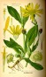 Preview: Arnika Litho